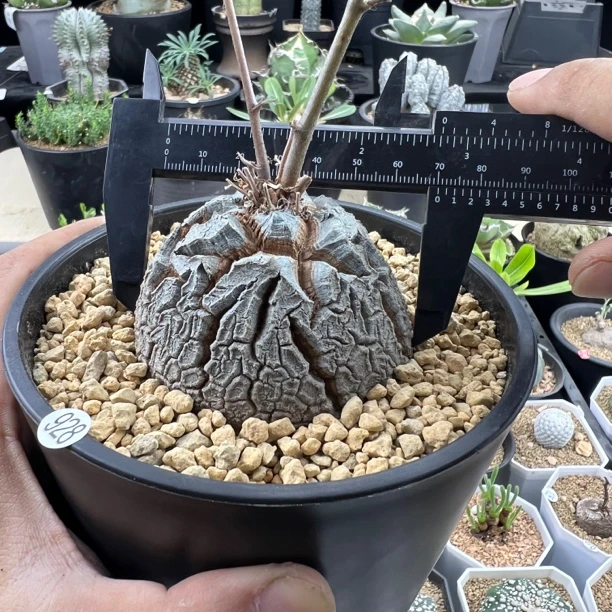 南非龟甲龙一物一拍