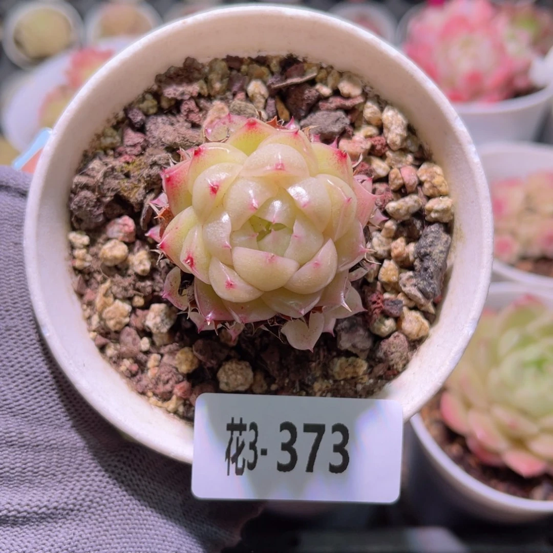 花03+373麦秆群生