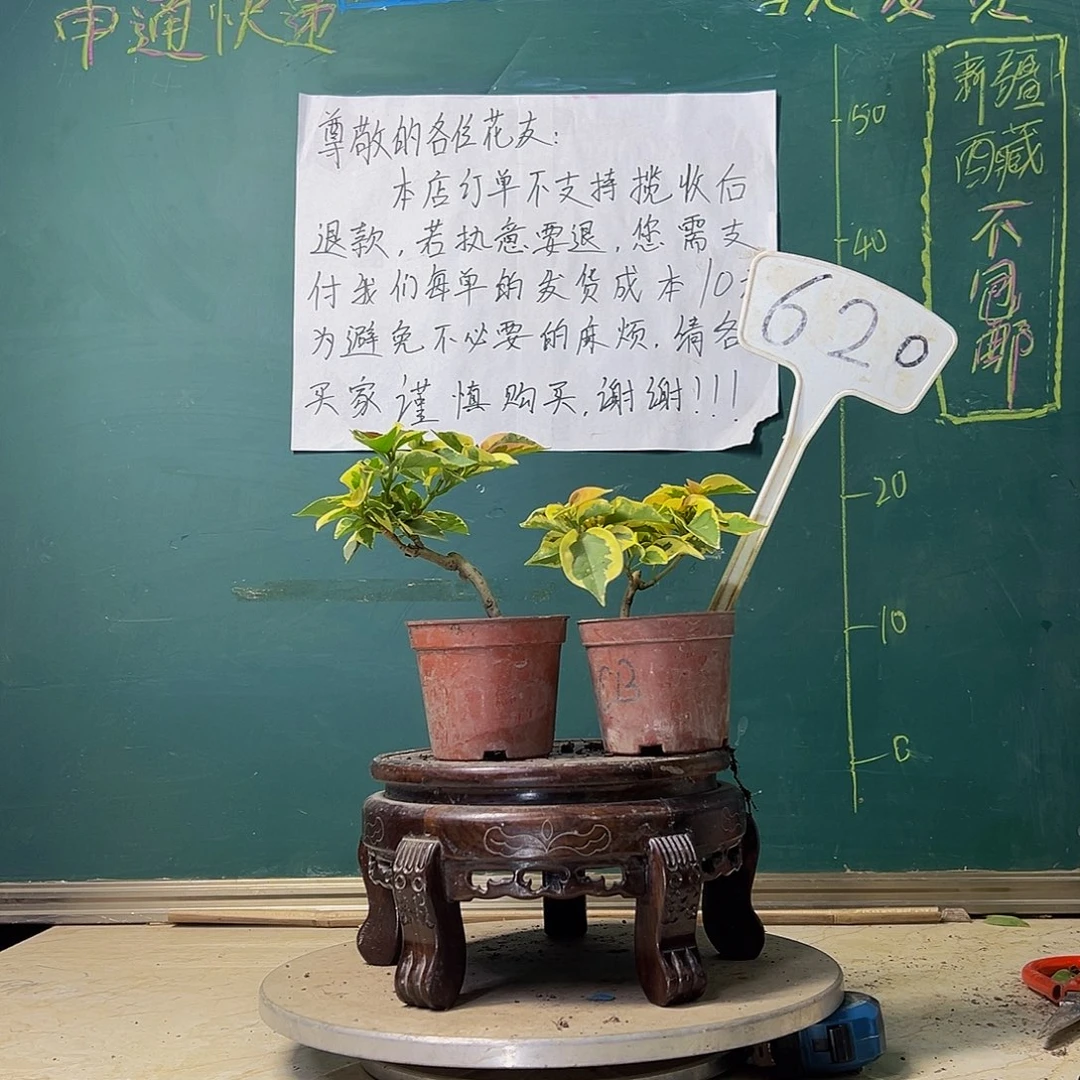 当前无花栽培后可以开花 橙冰掌中宝 蜡染粉掌中宝 620