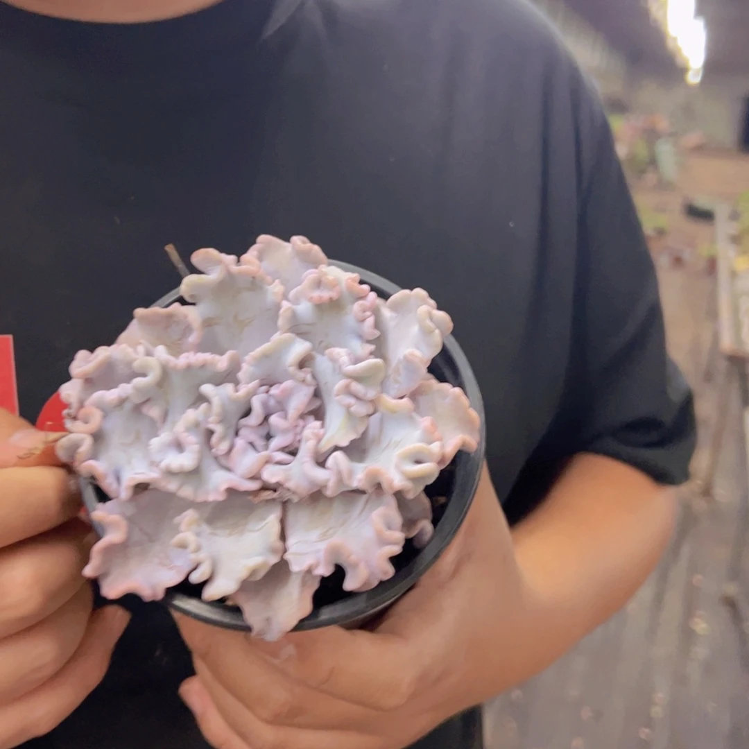 芭蕾舞者大单头老庄