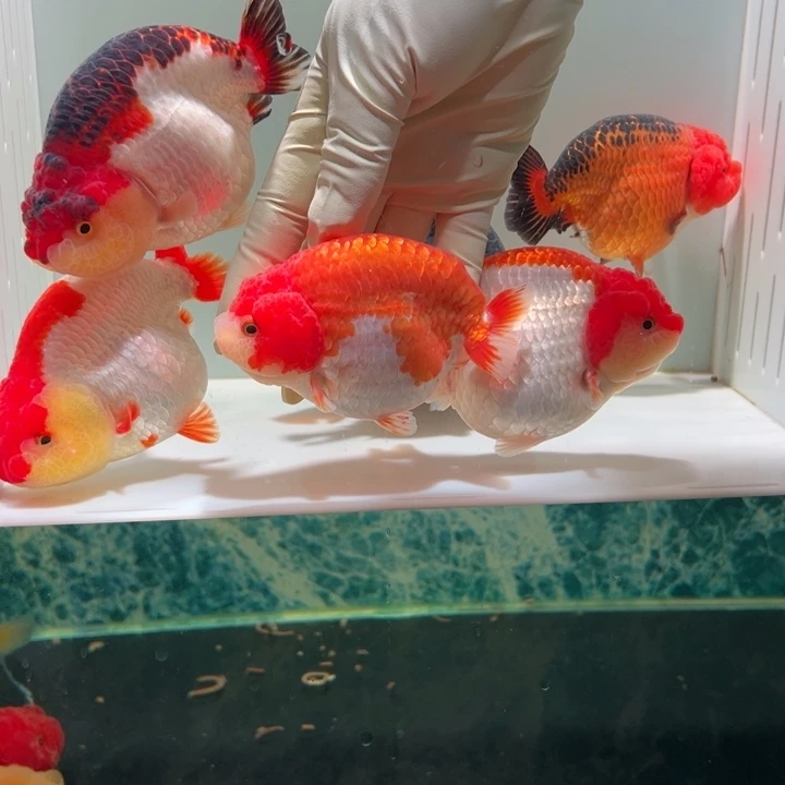 金鱼福利小红帽金鱼