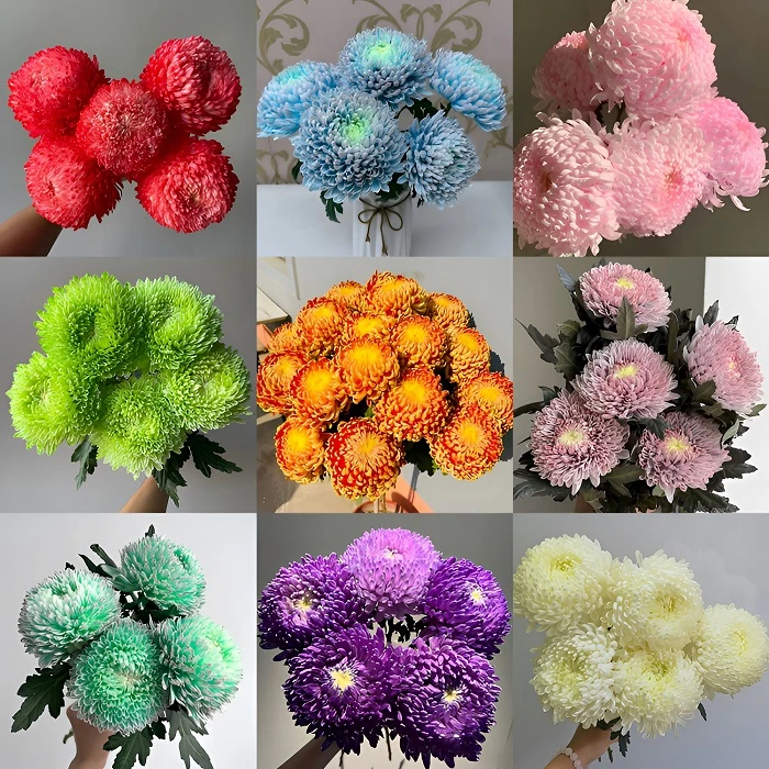 《精品九月大菊花》多年生菊花苗花盆栽室内外阳台花卉