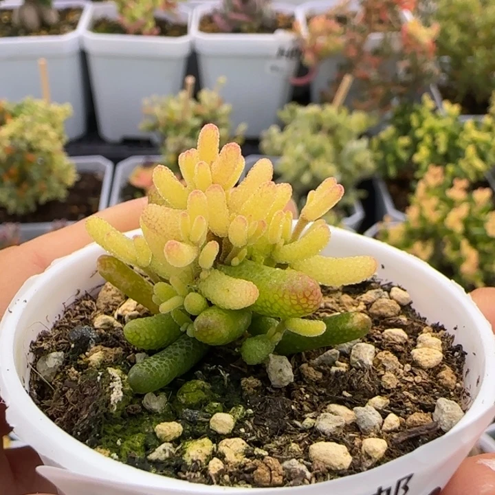 990-糖球黄锦植物枝干