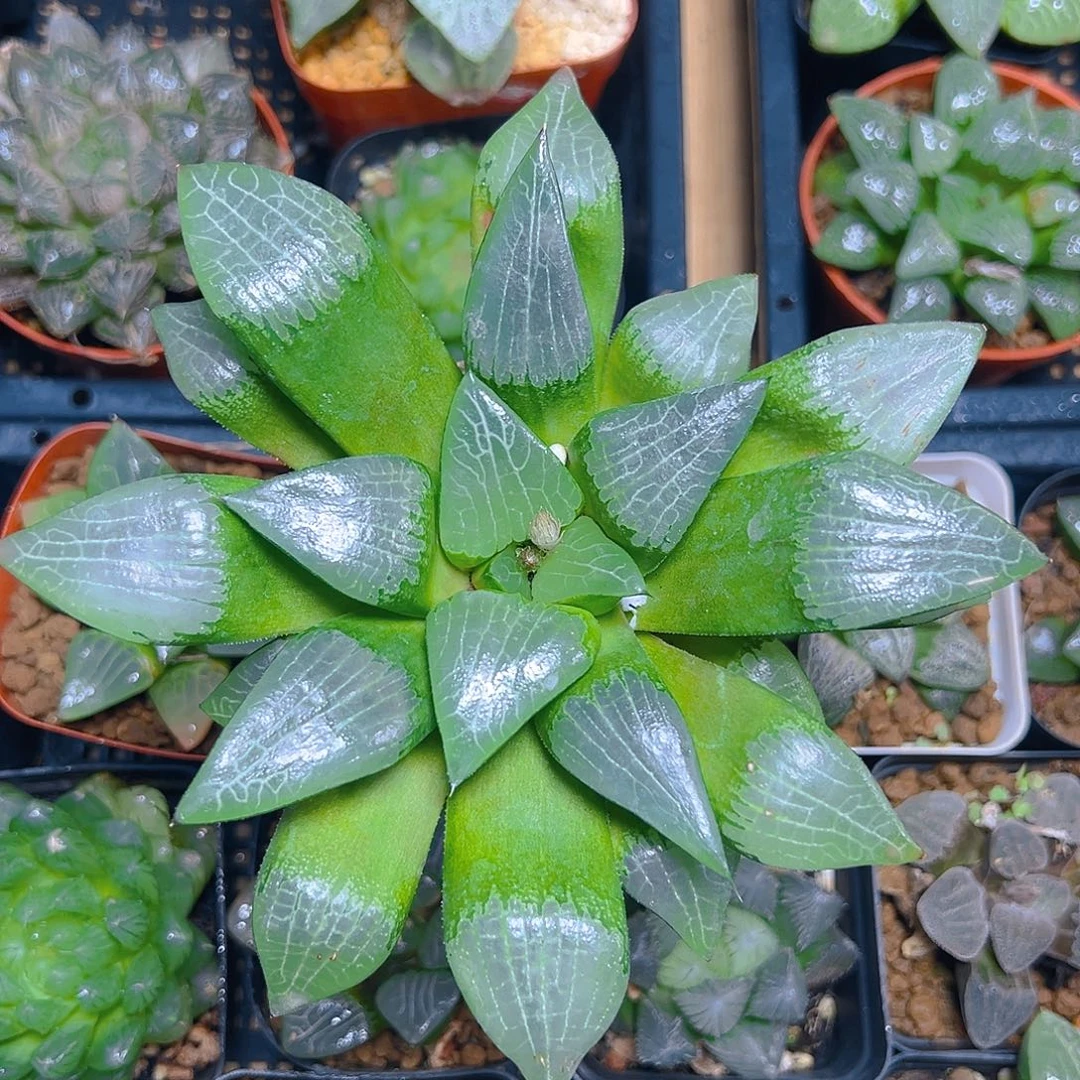 母本大冰河寿多肉1