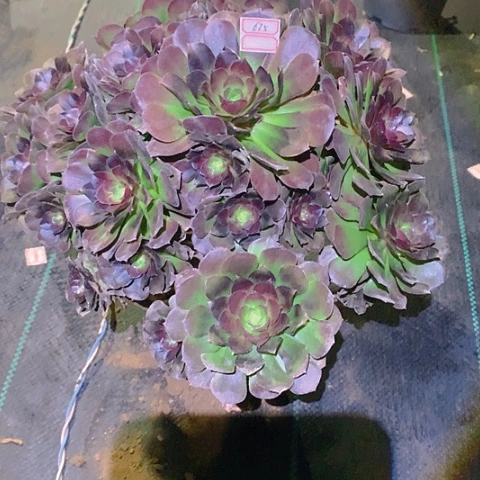 675荷兰玫瑰多肉植物