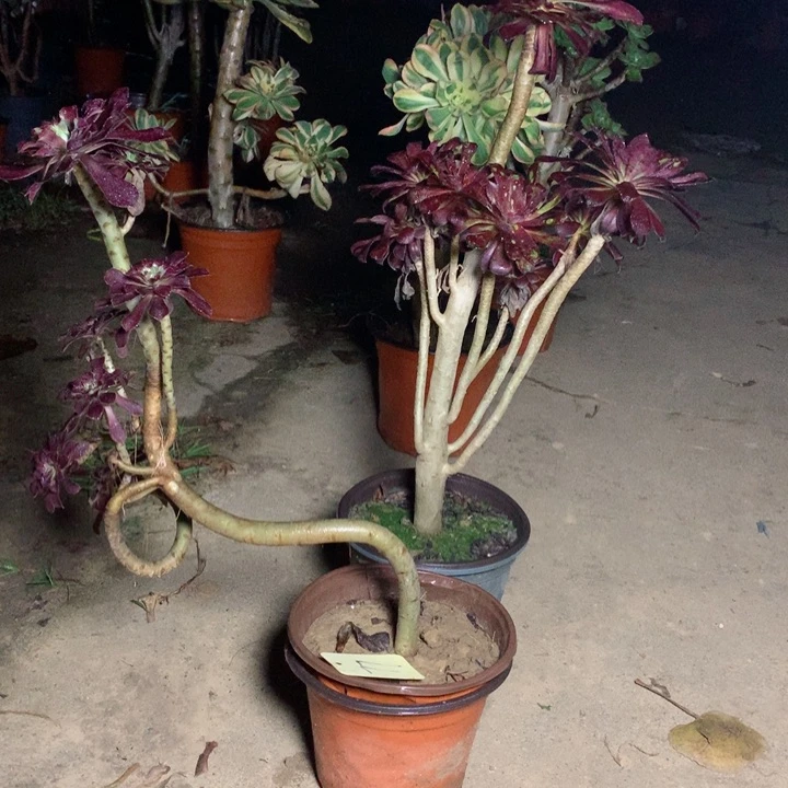 77两颗黑法师多肉一物一拍