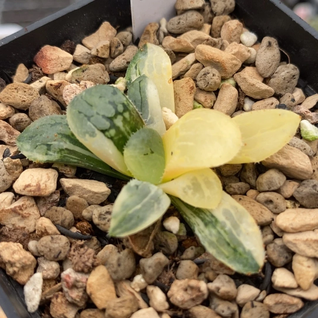 85池田玻璃克锦一物一拍