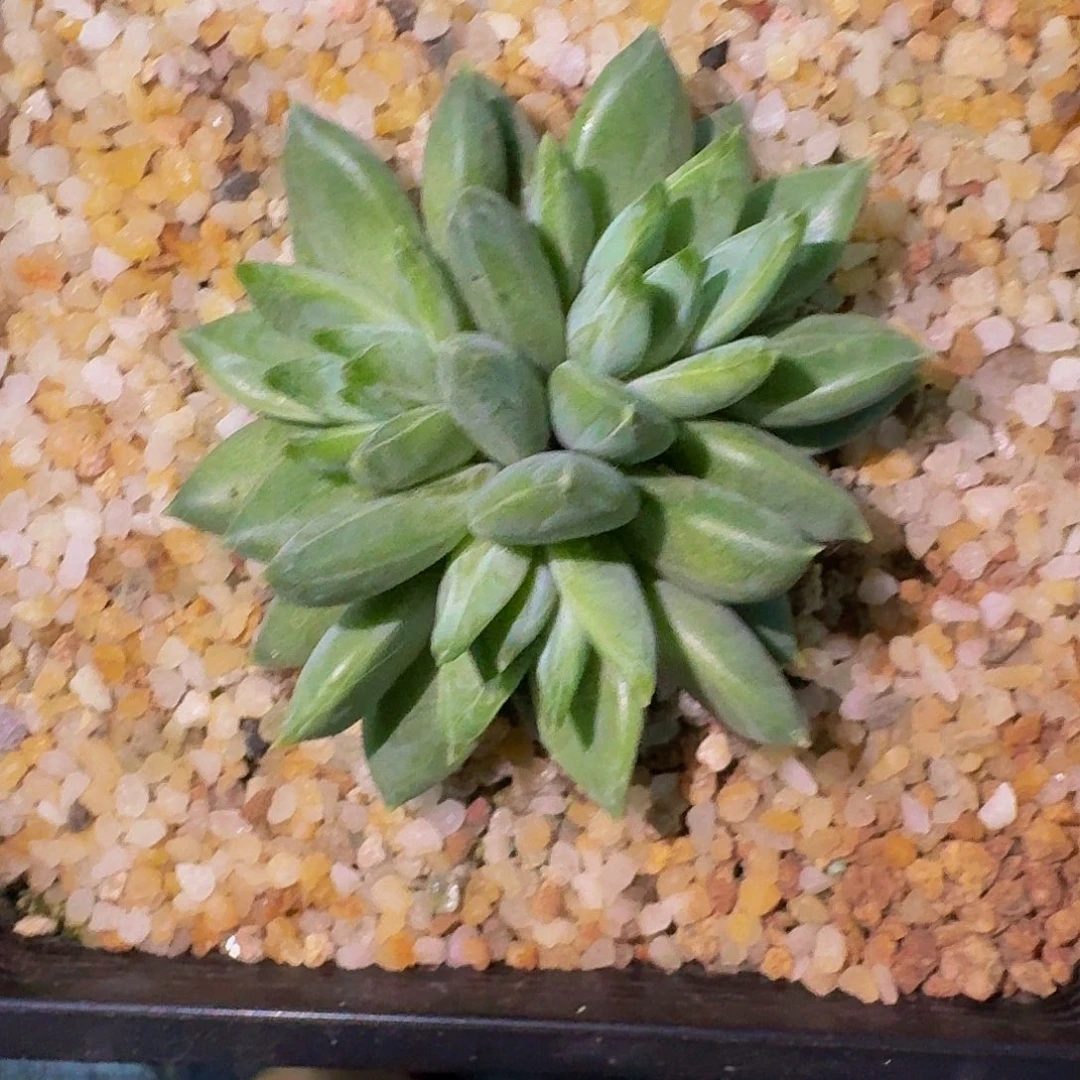 红牵手 3头 一物一拍