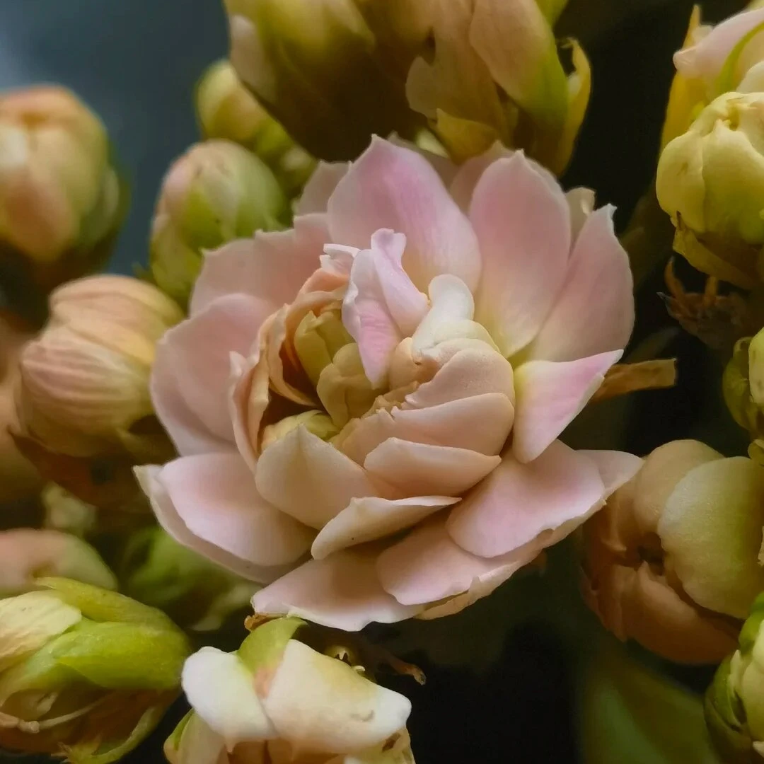 【梦夏】新品稀有大花110盆长寿花