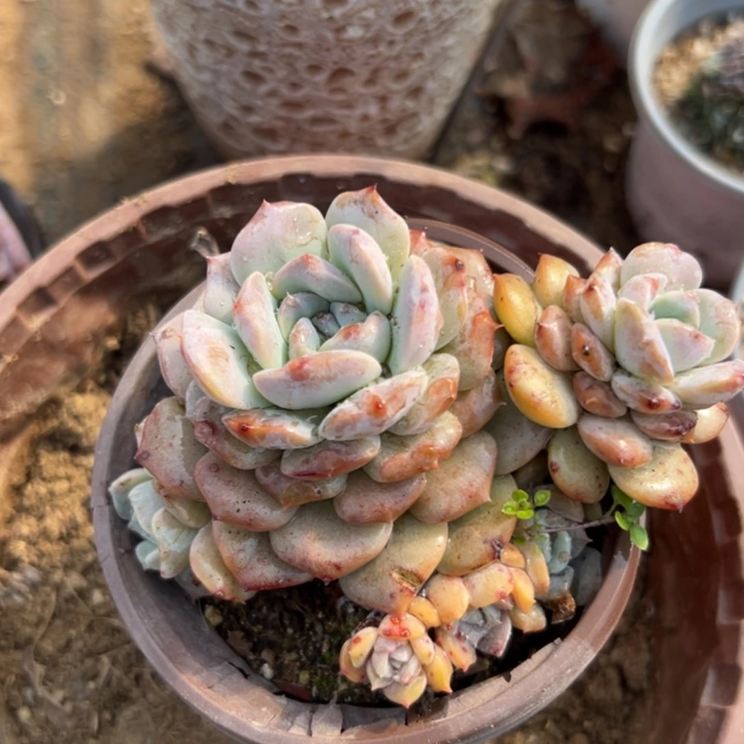 多肉植物多肉植物