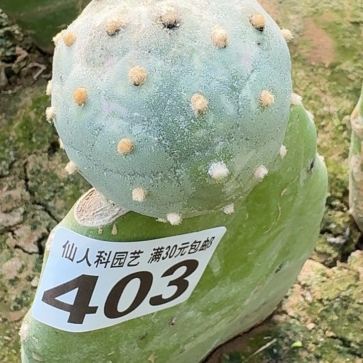 血***霭无花朵特圆毛毛习403