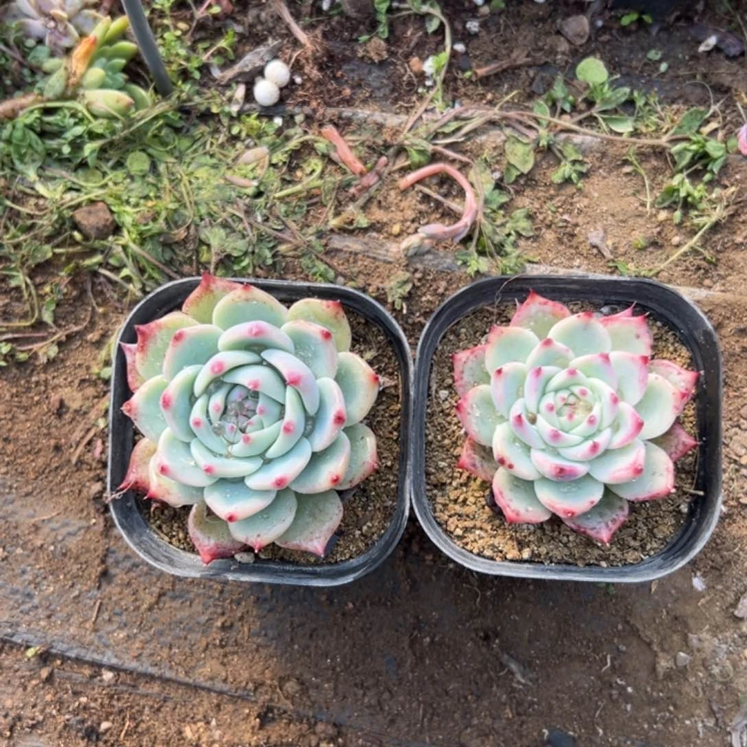 树****蚁多肉植物多肉植物