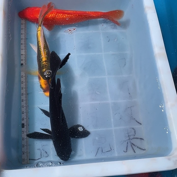 蝴蝶鲤鱼渔场直发78