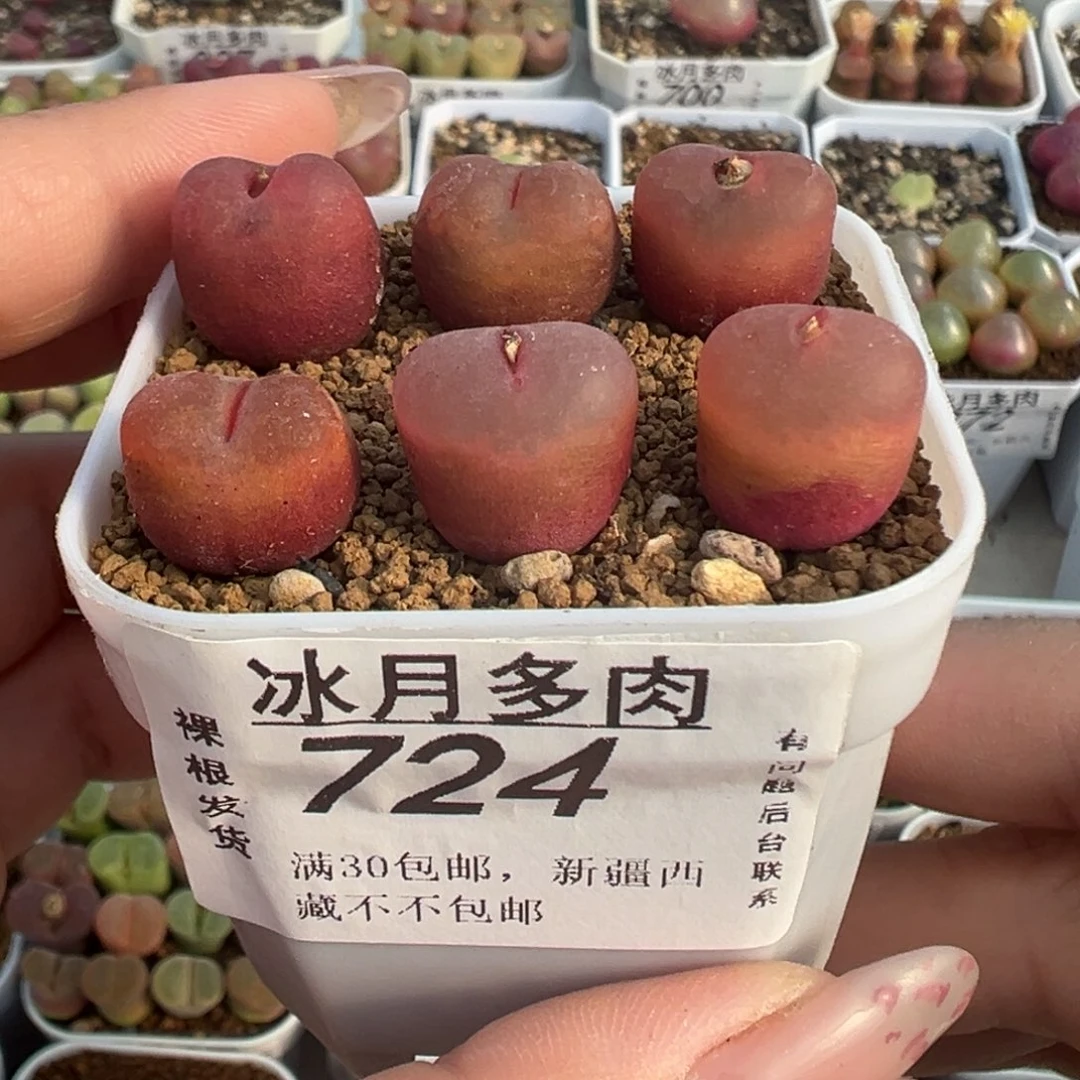 724吕红六颗裸根发货