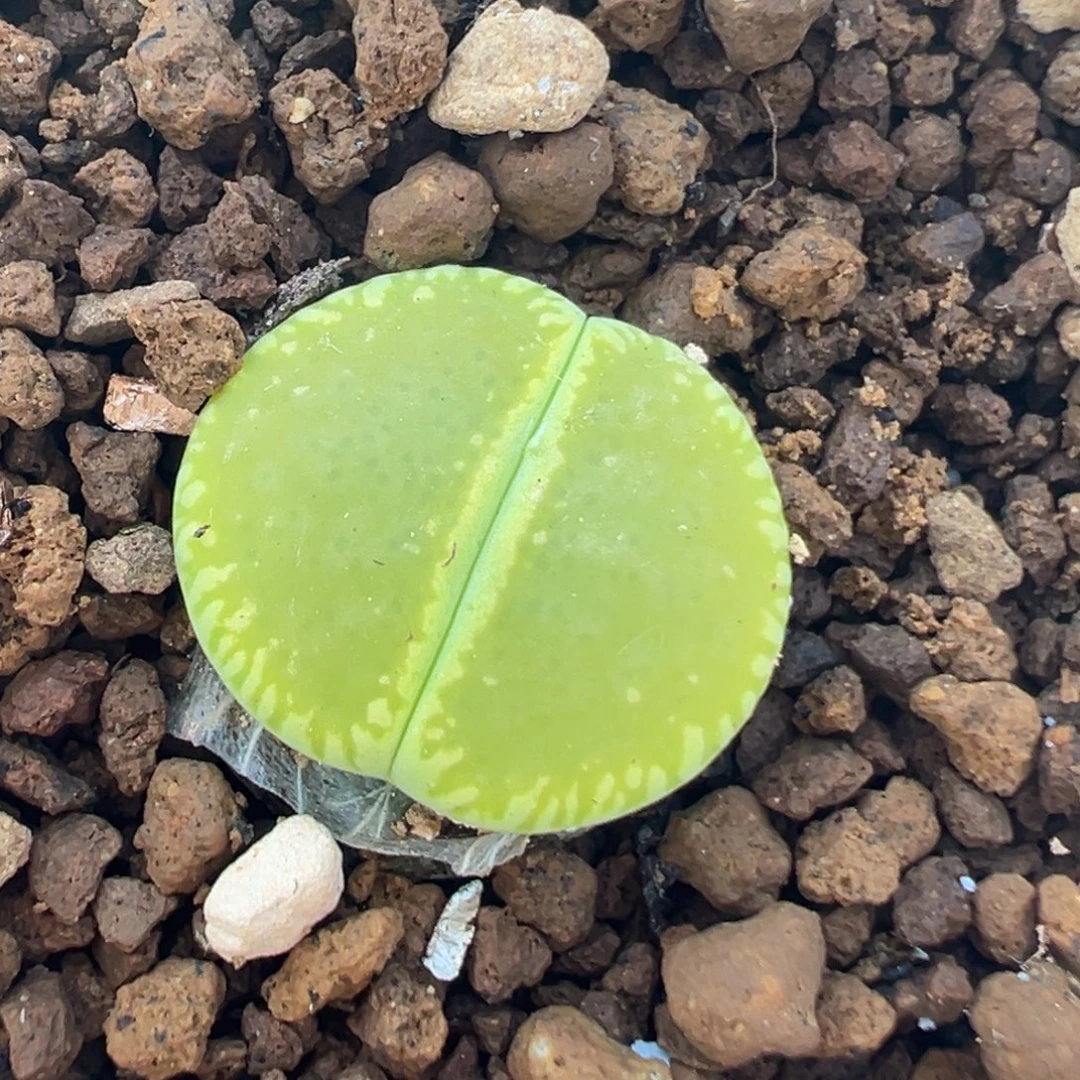 23多肉植物百科植物