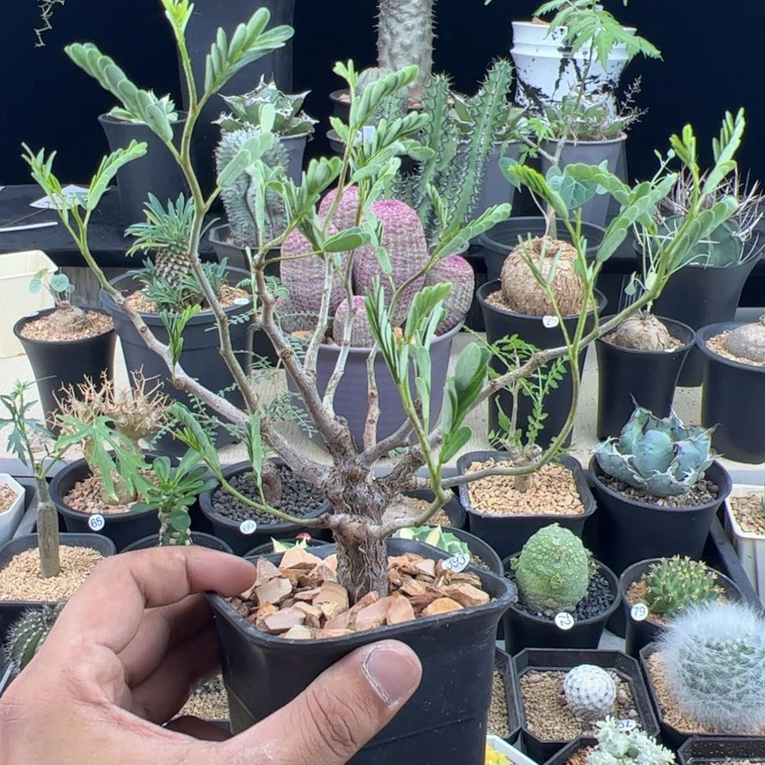 沙漠苏木实生一物一拍带盆发