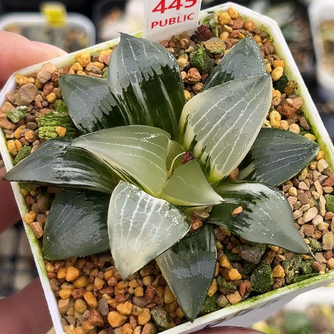 445裹克锦一物一图