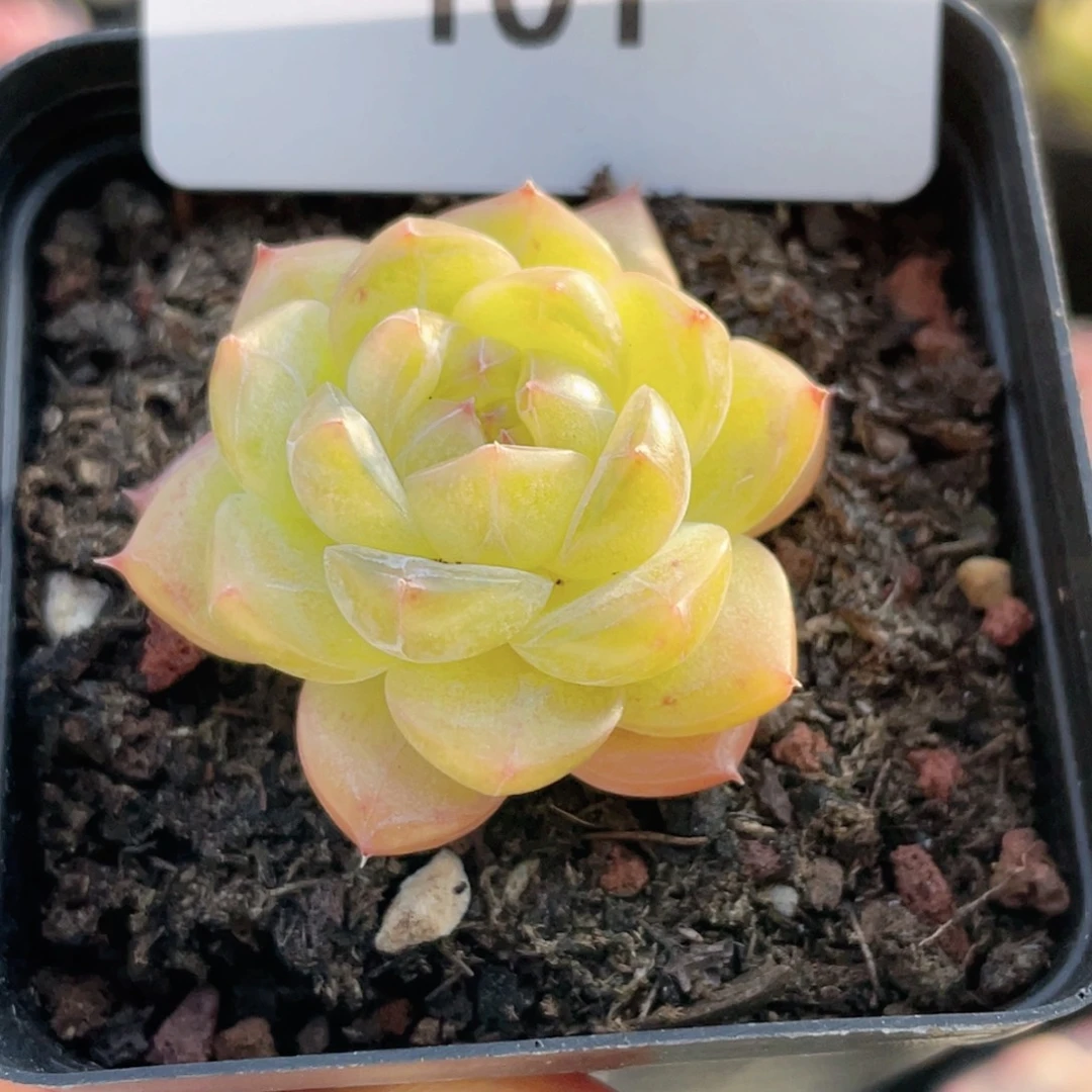 101号糖心冰心珍妮 福