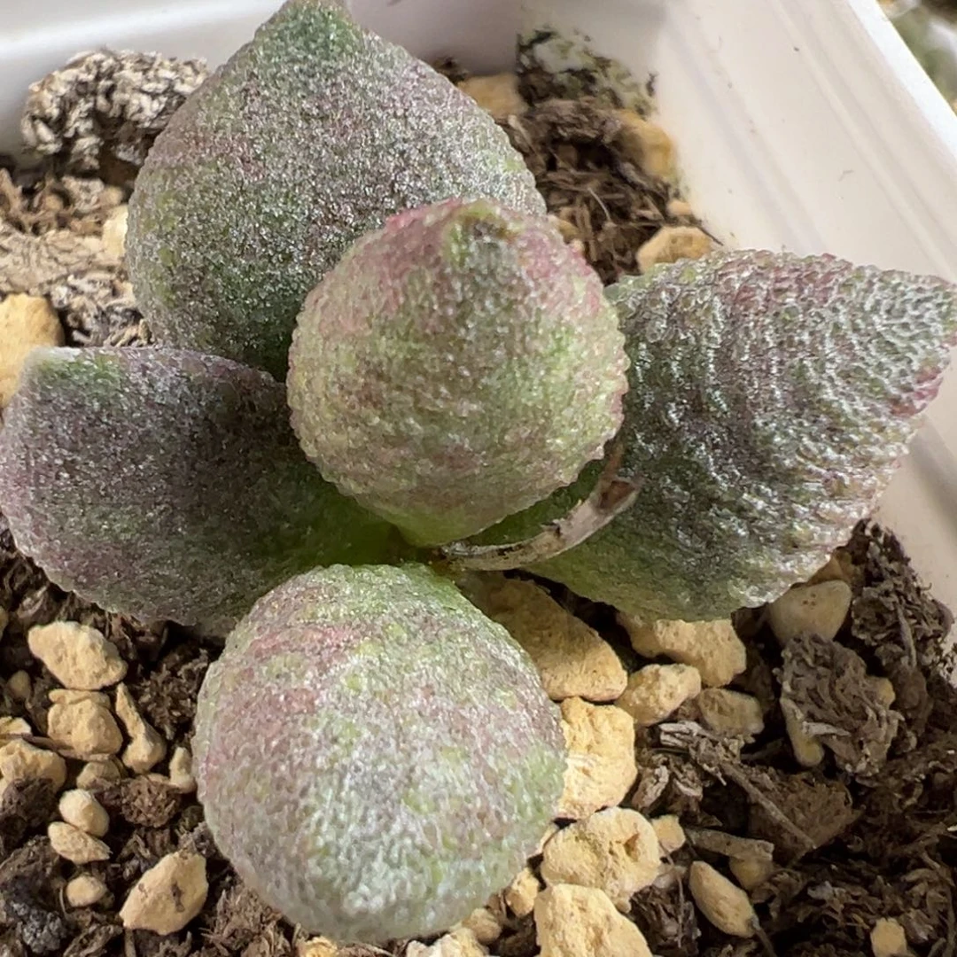 实生新品多肉植物水泡多肉植物水泡