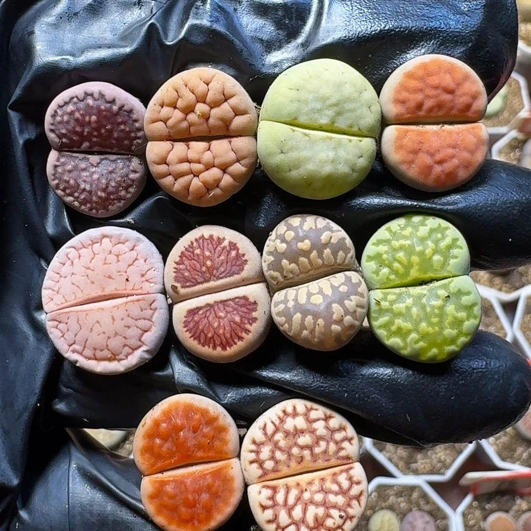 生石花等植物11111111。   205