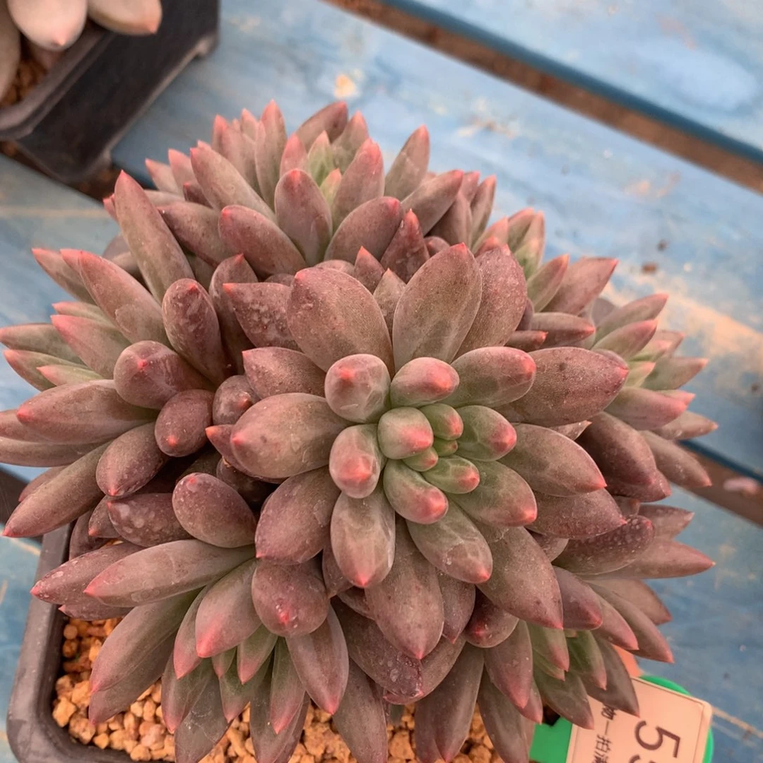 红蜻蜓捧花一物一拍