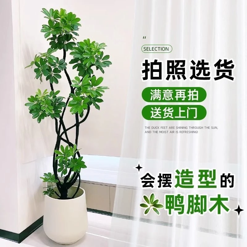 造型鸭脚木客厅大盆栽八方来财鸭掌木室内落地式大型四季常青绿植