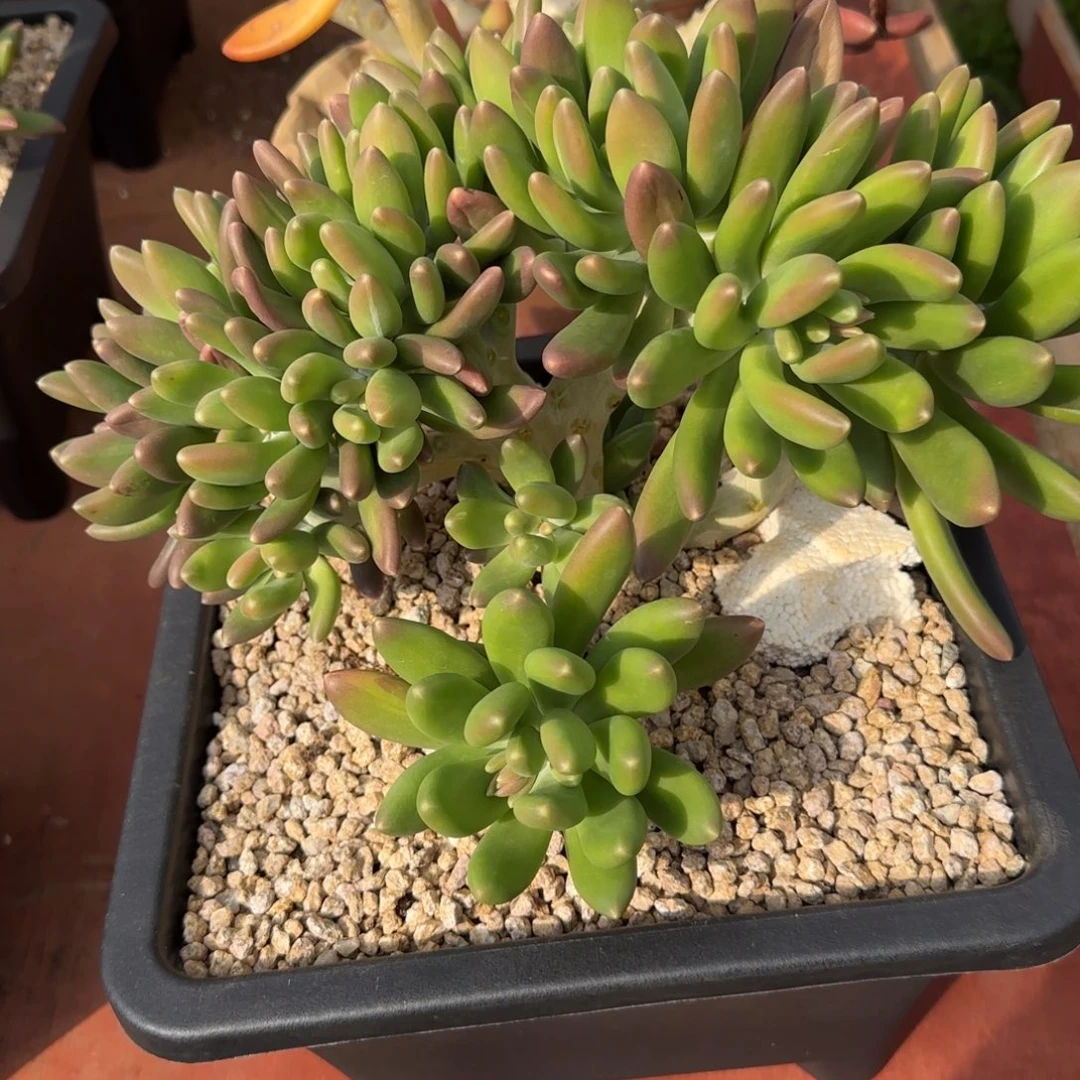 金蝉缀多肉00000000002