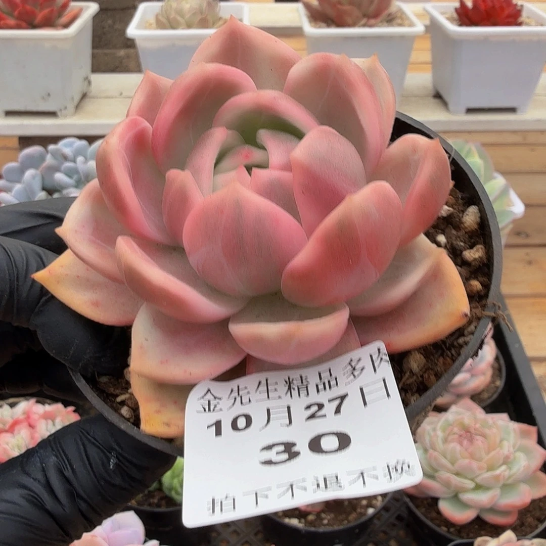 1027-20香槟锦单头