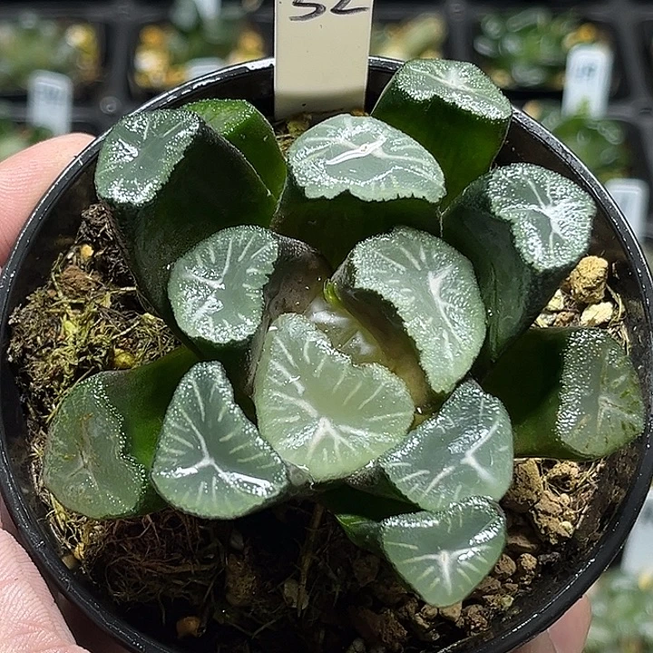 52巨大化玉龙万象母本