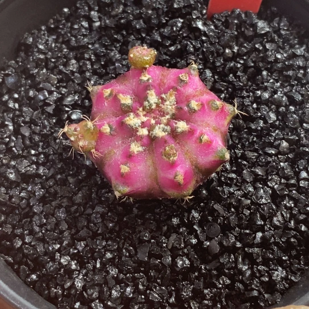 精品海神—脱土发货3