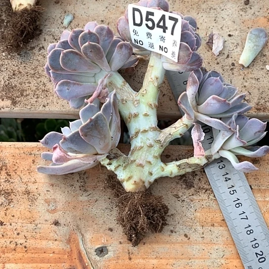 晨***3汉堡缀化547 亏本处理退款拉黑7/8天发货