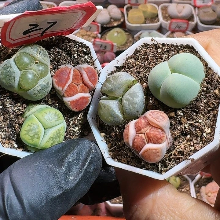 吸****拉生石花1111111。    379