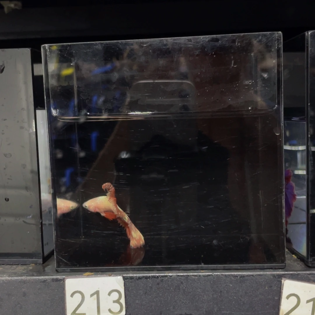 K***G斗鱼Hahahahaha213