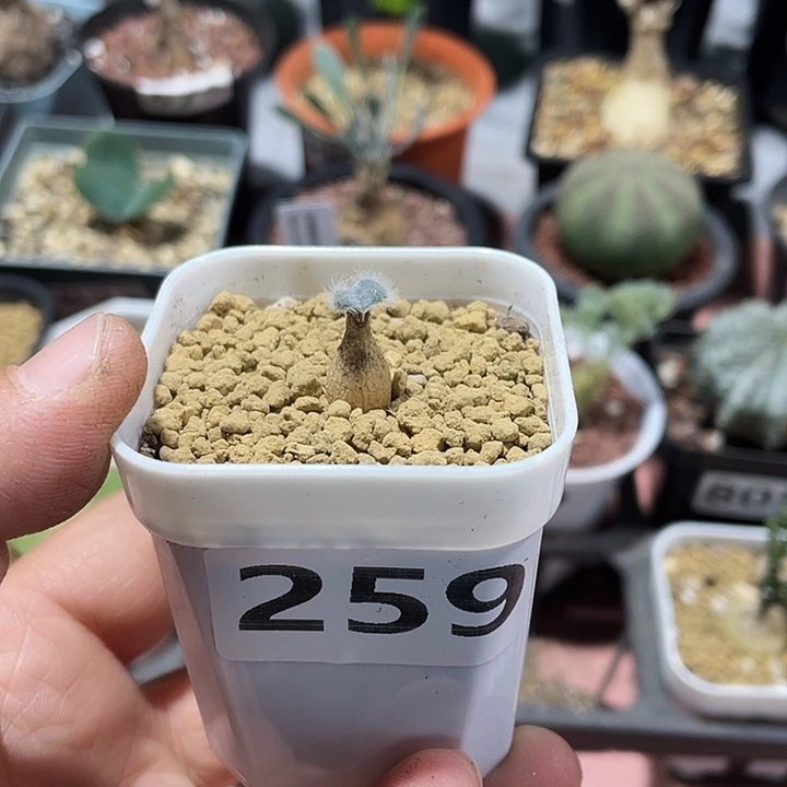 湛***蓝259迷你毛叶石蒜块根