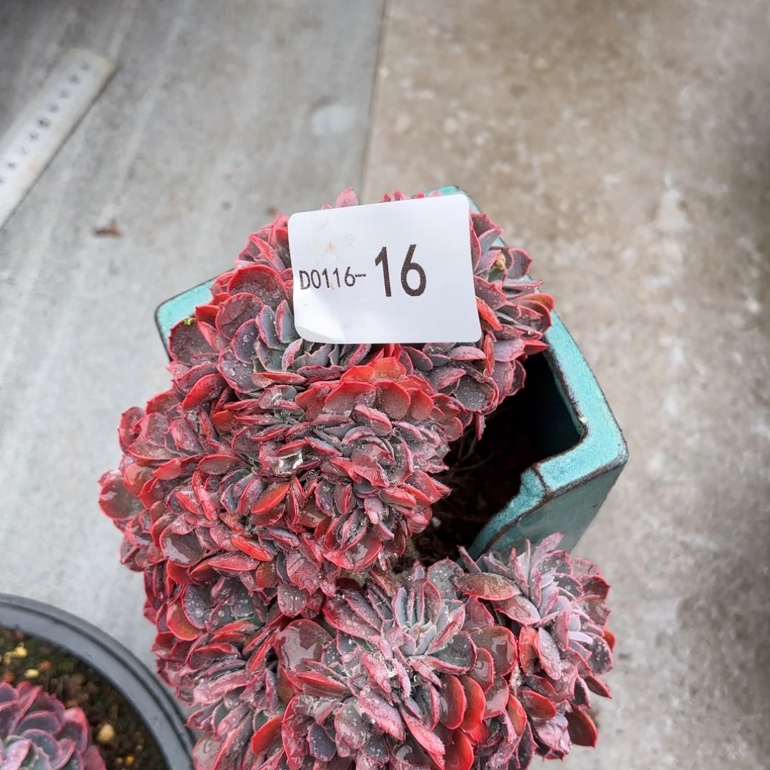 同温层多肉16晚霞之舞缀