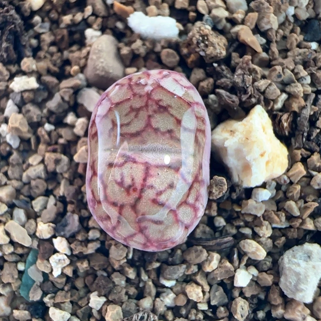 0416/吕杂/多肉植物/