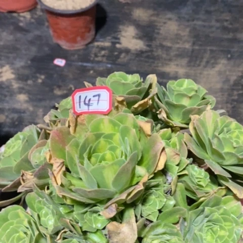 翡翠琉璃一物一拍，