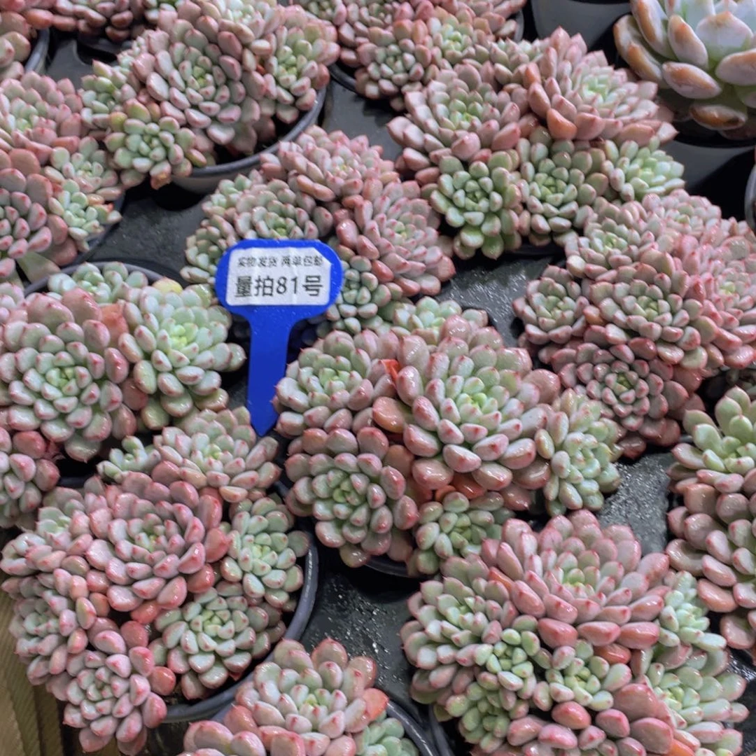 量拍81号 老桩捧花雪桃多头群一个