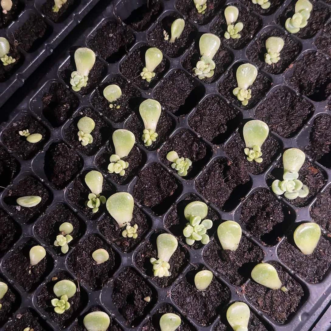 童话芝麻一个满25包邮