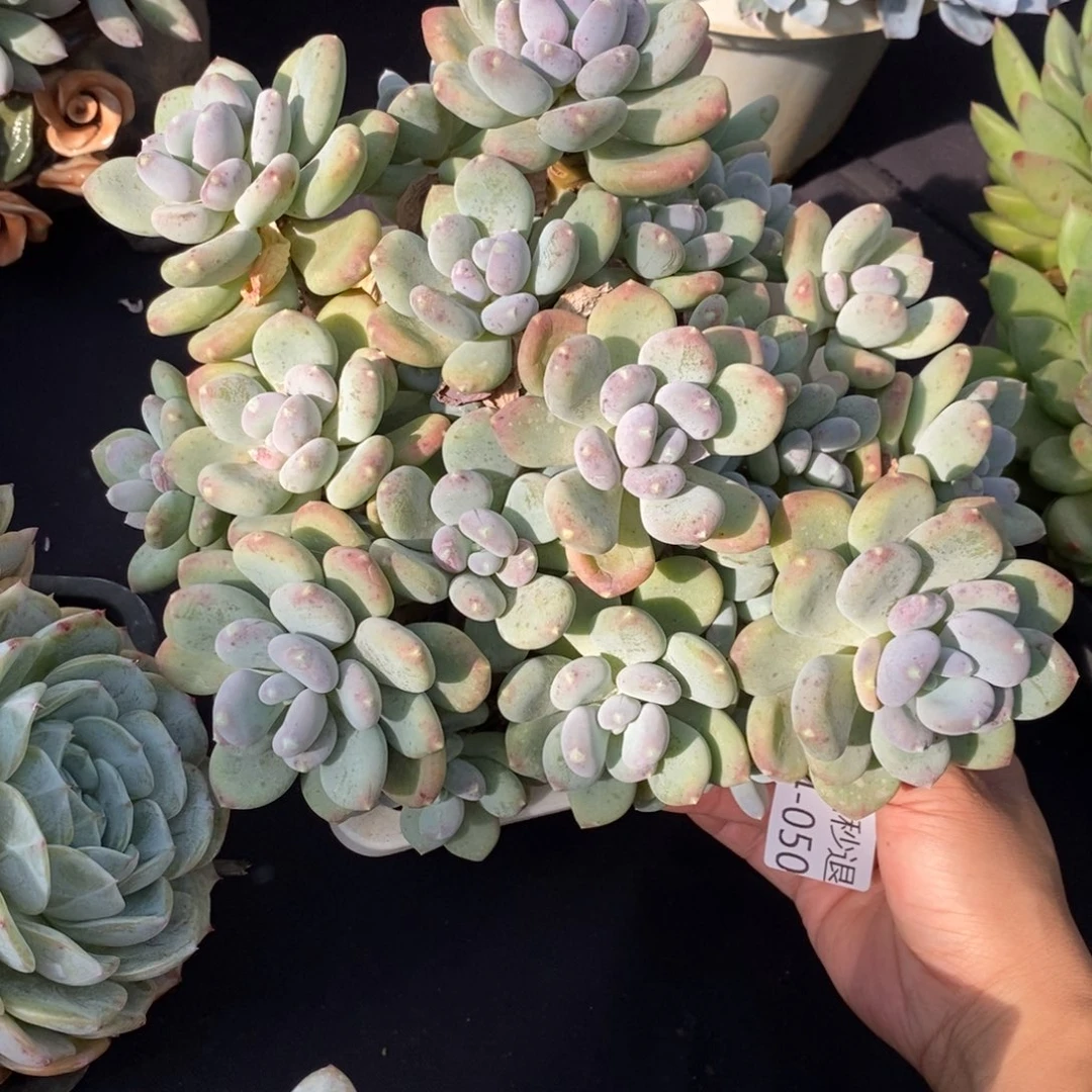 原****吖两单包邮1114-50咖啡美人