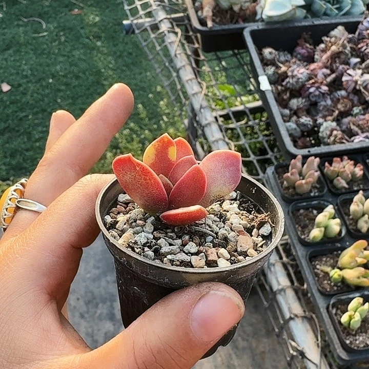 ~*~多肉植物满20包邮