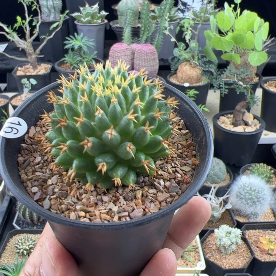 短豪刺琴丝4.7一物一拍默认脱土发