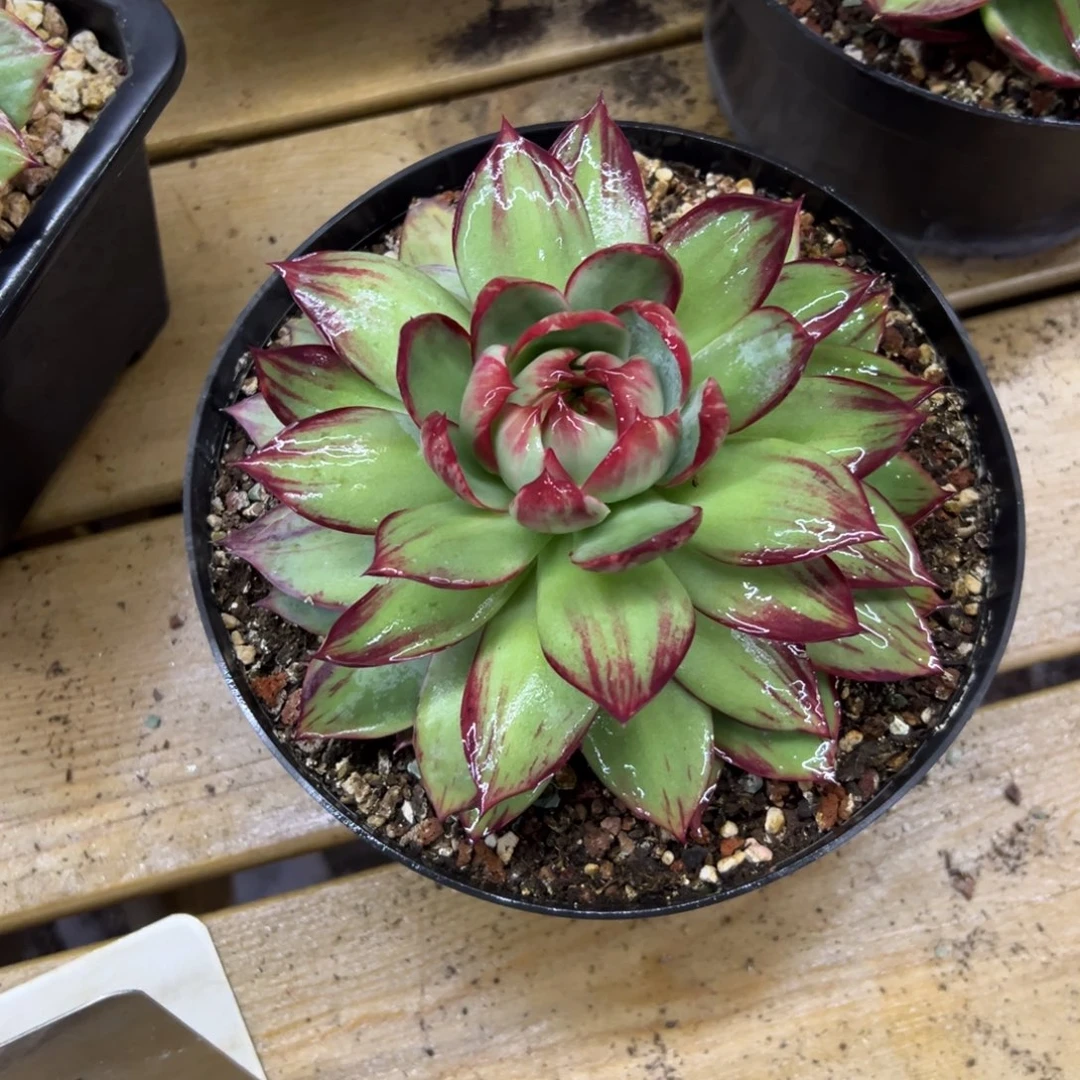 16厘米外翻拉丝惊鸿仙子多肉