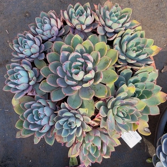 k****j赫拉17055多肉