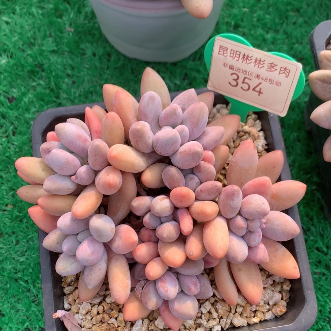 粉色恋人矮桩平头354