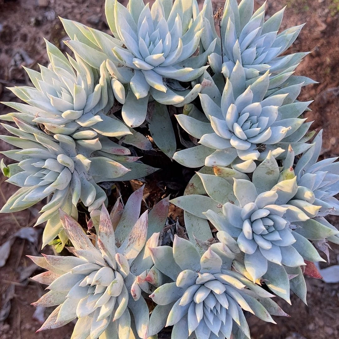 雪山杂一物一拍3142