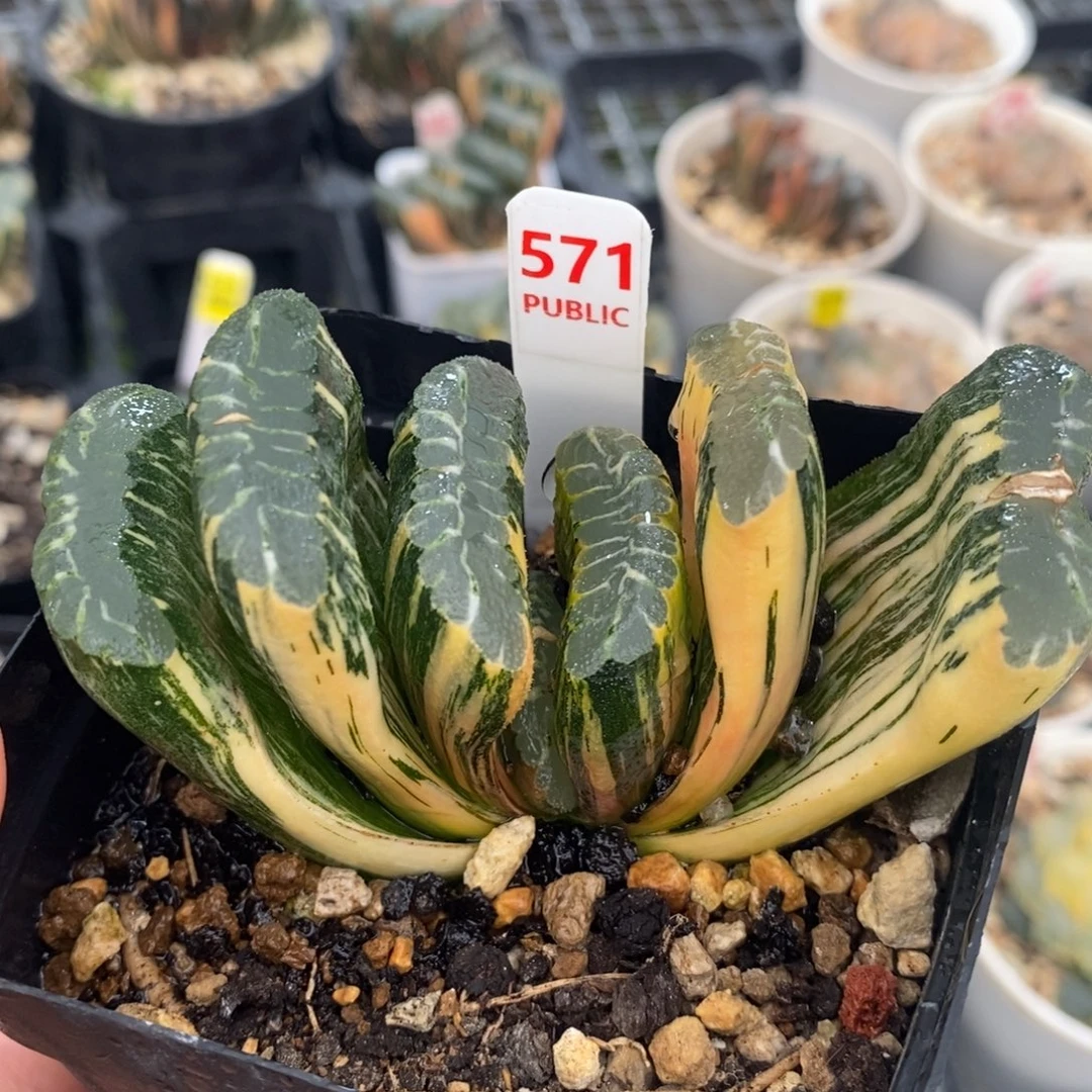 571赤斑玉扇十二卷多肉