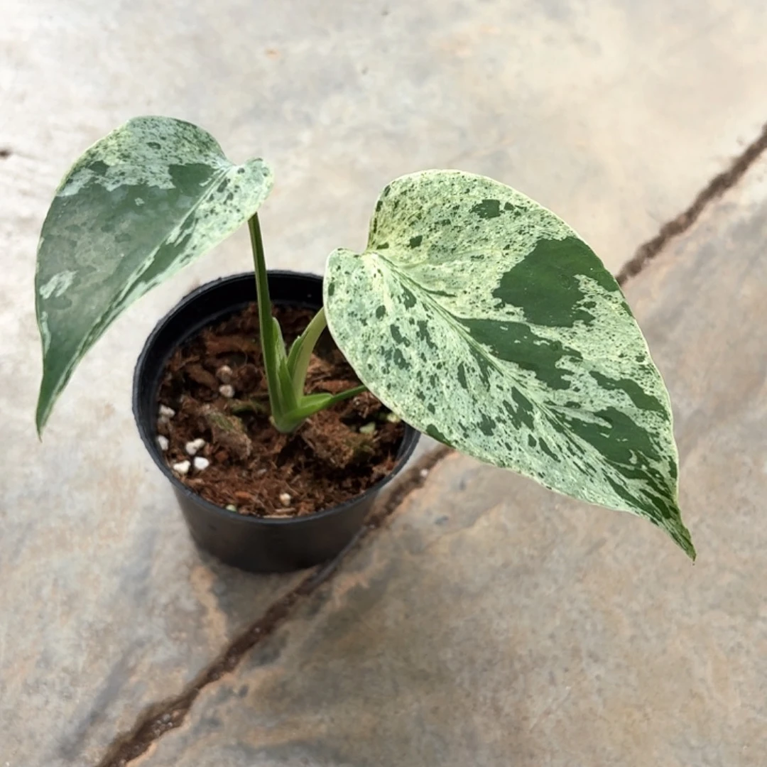 完全开放妙蛙小苗