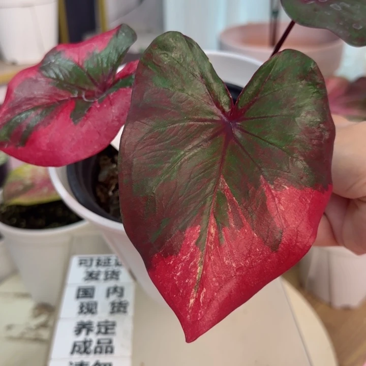 无花朵泰彩Q5439…