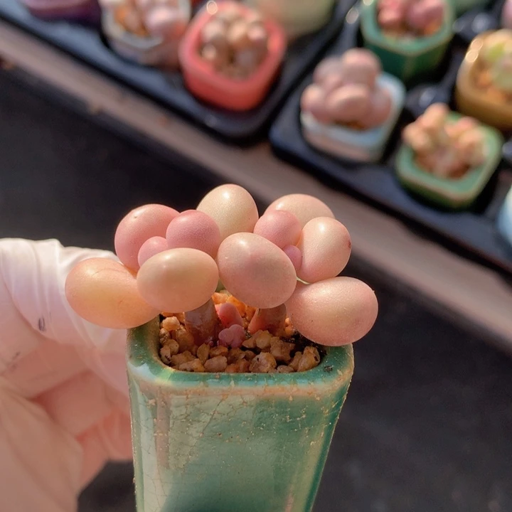 黄金奶酪 2+2 木质